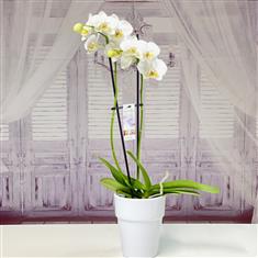 Wonderful White Orchid