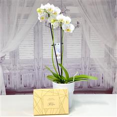 Wonderful White Orchid &amp; Chocolates