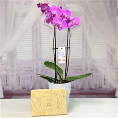 Orchid Phalaenopsis with Chocolates