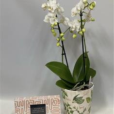 Orchid and Chocolate Gift Set 